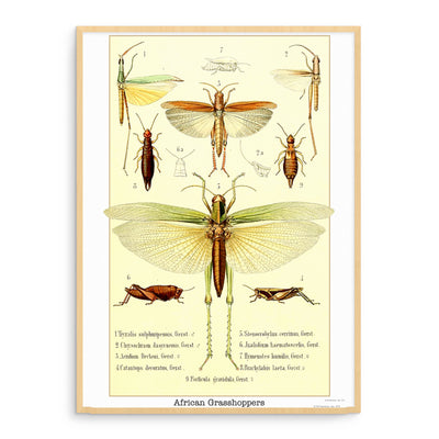 African Grasshopper, illustration de Tieffenbach (Affiche)
