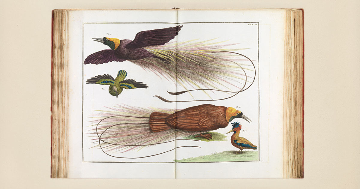 Le symbolisme dans les illustrations naturalistes