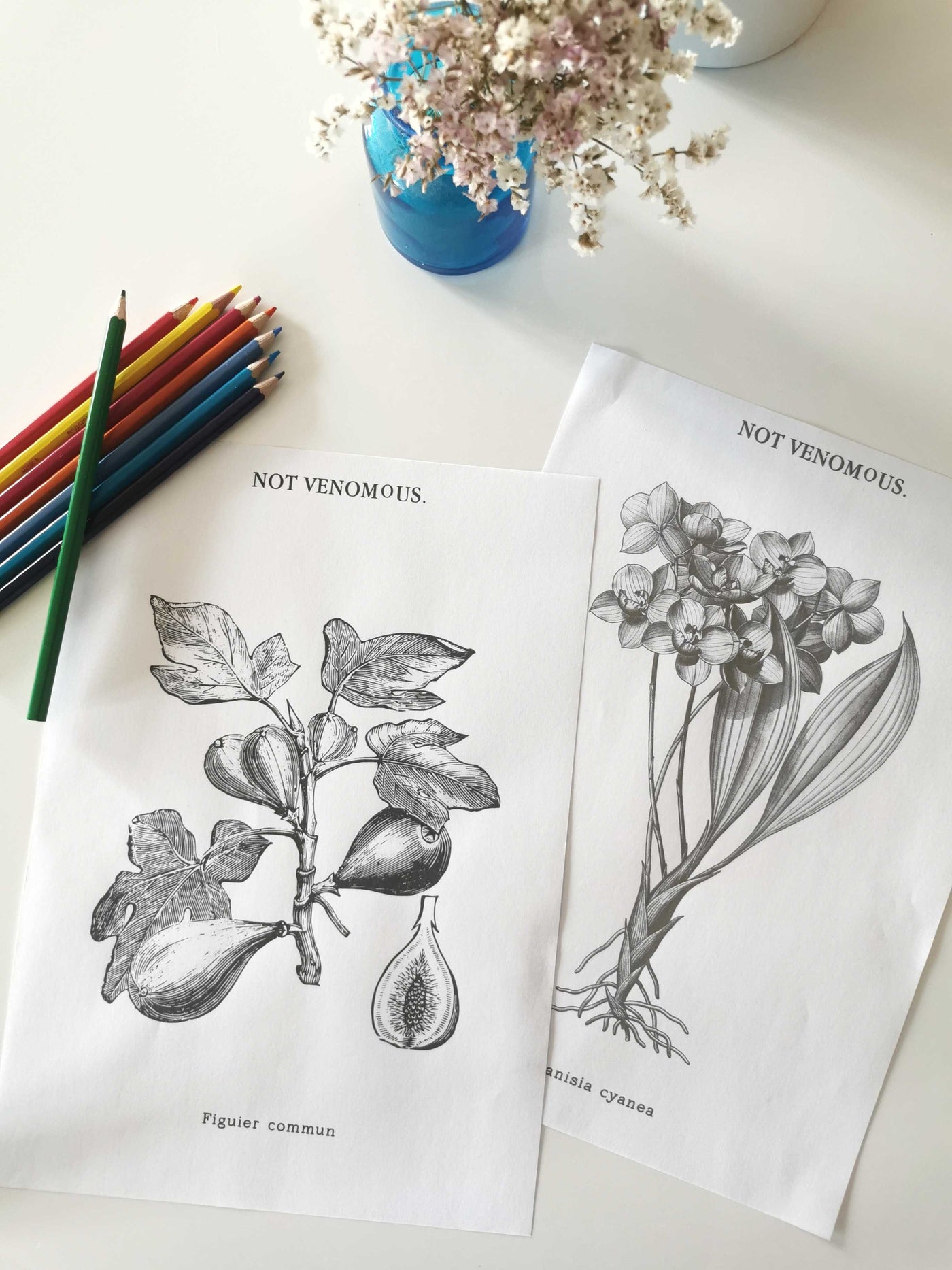 Coloriages : redonnez des couleurs aux gravures !